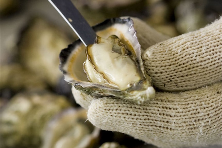 Gloved hand holding the shell of a shucked oyster