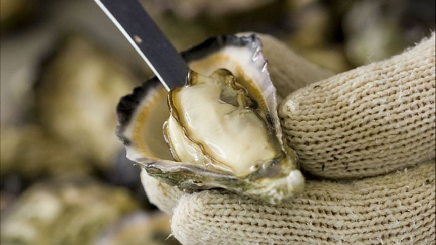 Both Tathra Oysters and Stirling Oysters from Nethercote have taken home gold awards this year. (File photo)