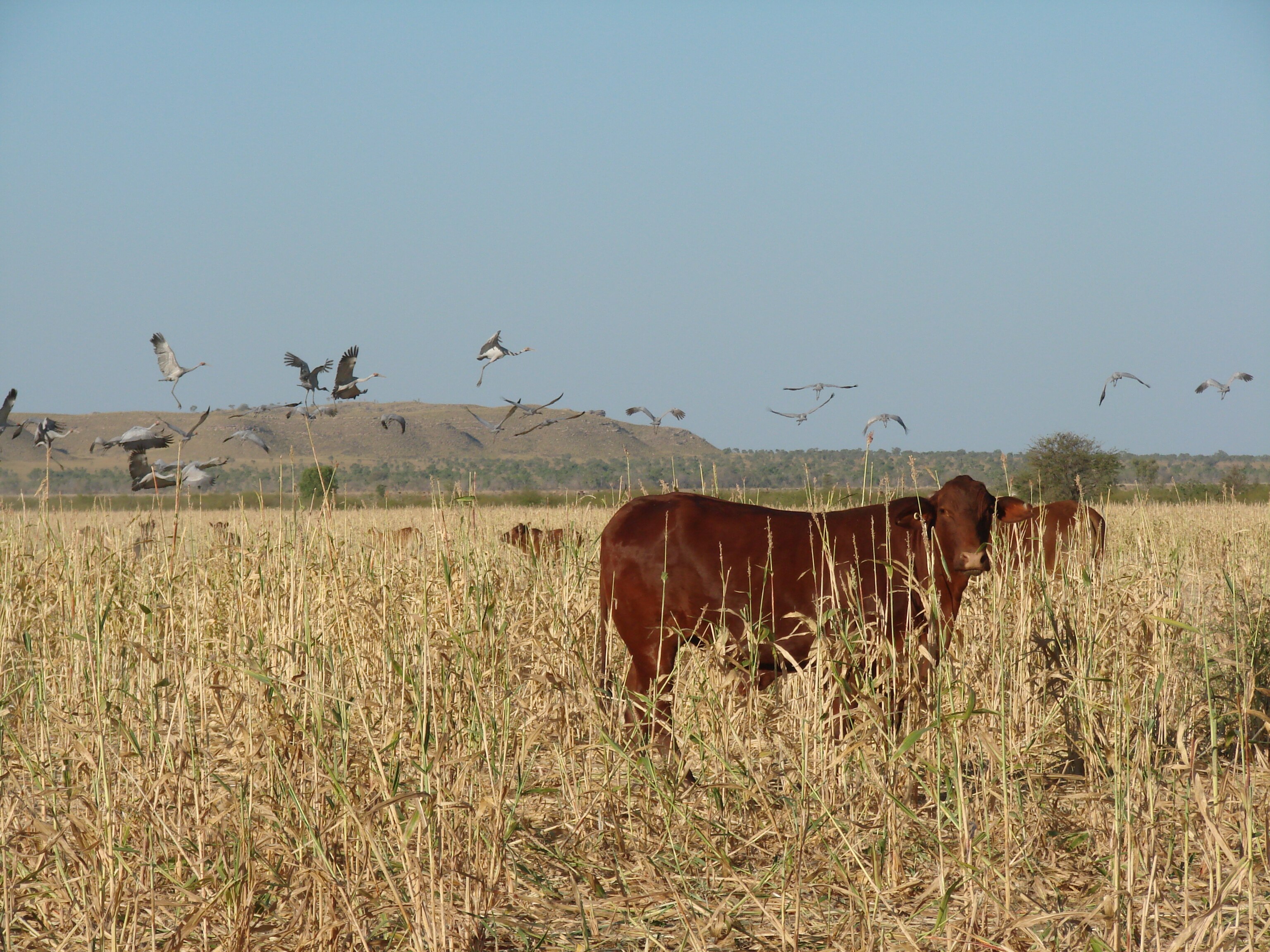 Cow standing in paddock that was growing sorghum