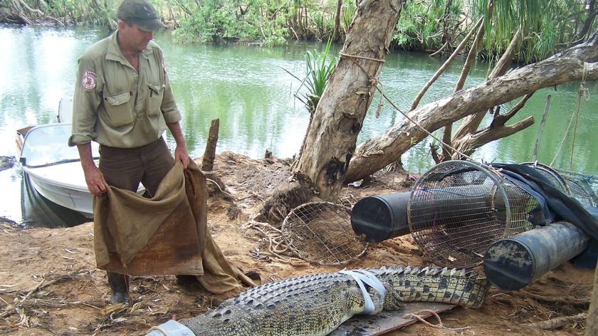 A 3.1 metre crocodile caught in the Katherine River earlier this year.