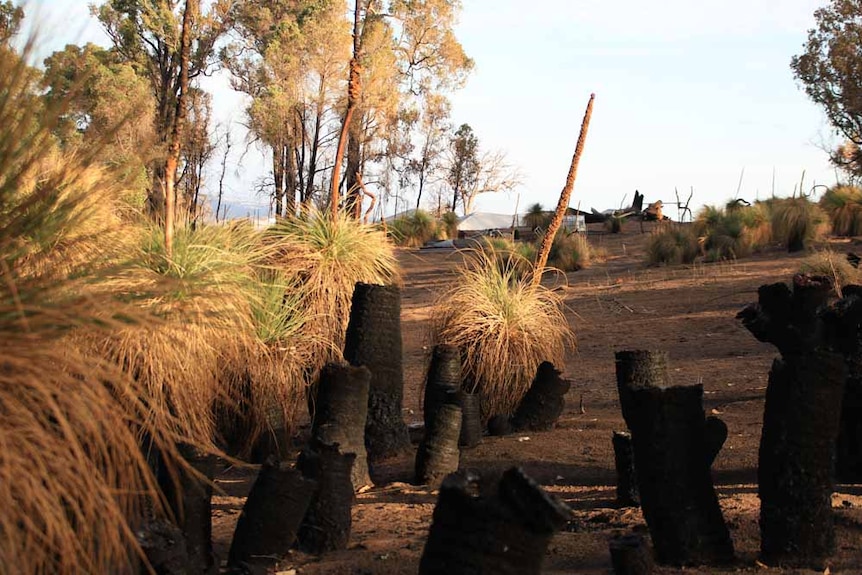 Bush, grass trees and the roof of a house in the distance