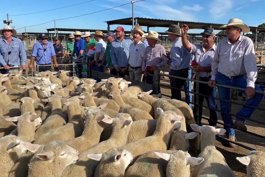 A dozen men standing around a pen of lambs placing bids.
