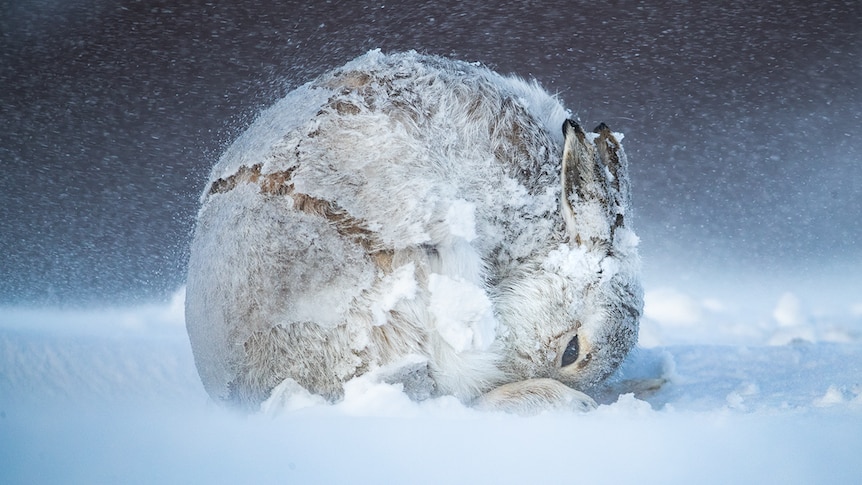 Big Picture hare ball