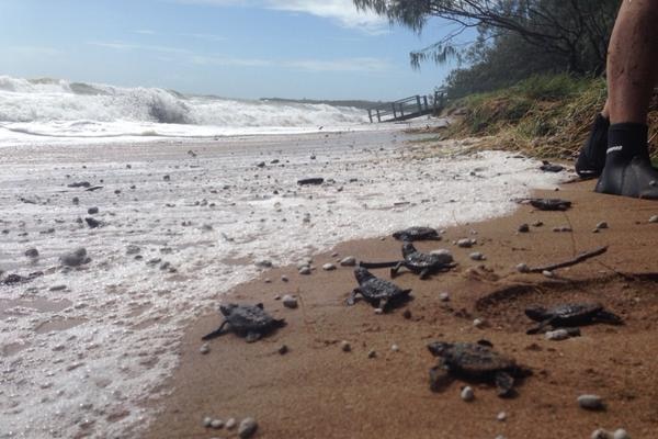 Turtle hatchlings are relocated ahead of Tropical Cyclone Marcia