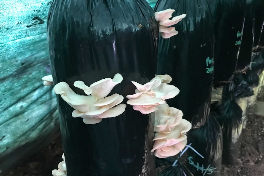 Plastic bag sprouting mushrooms