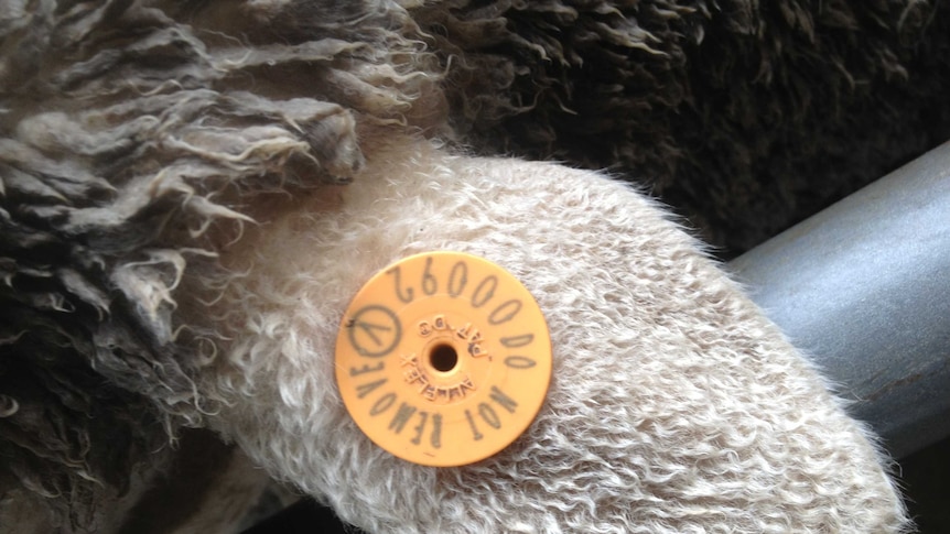 Mandatory sheep tagging to be introduced