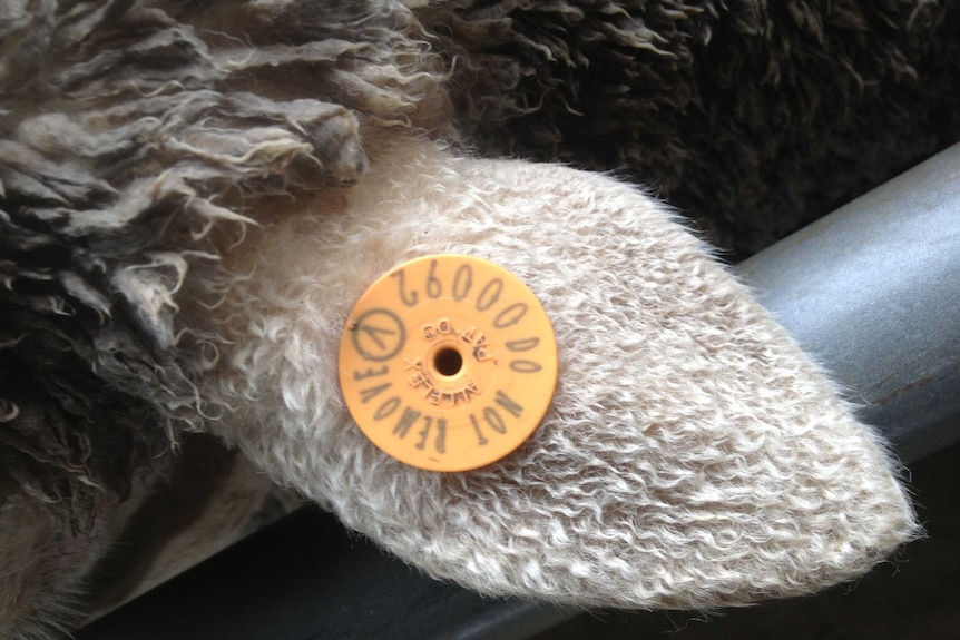 Mandatory sheep tagging to be introduced