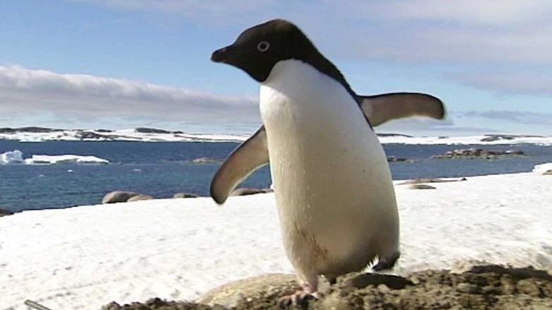 An Adelie penguin on the ice in Antarctica