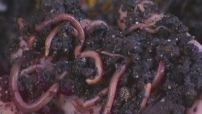 Worm Castings - Gardening Australia