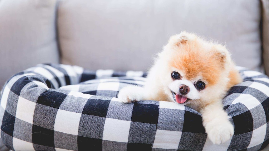On a black and white chequered dog bed sits Boo the Pomeranian dog with his mouth open