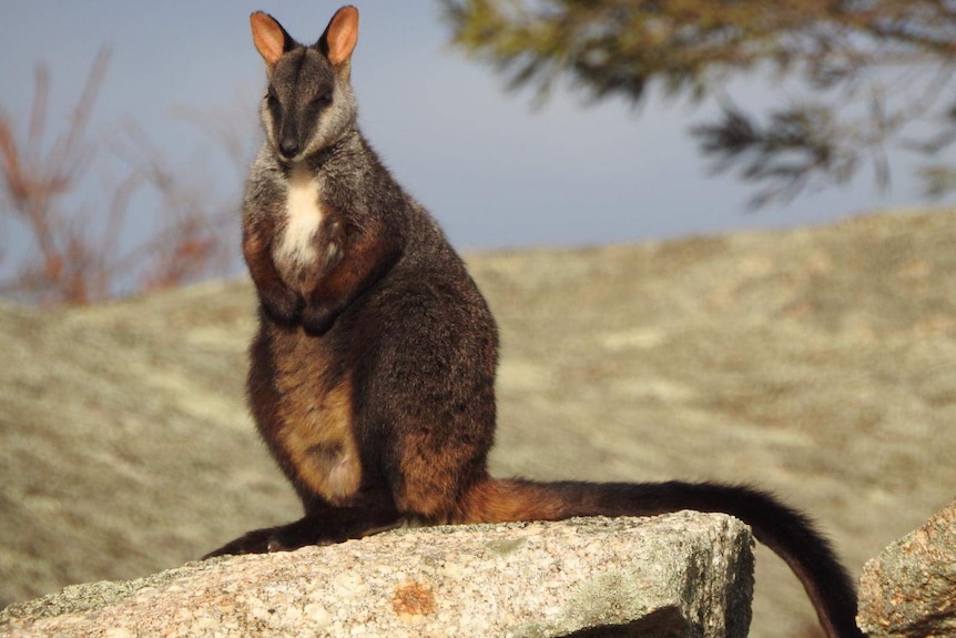 A southern brush-tail rock wallaby perches on a rock.