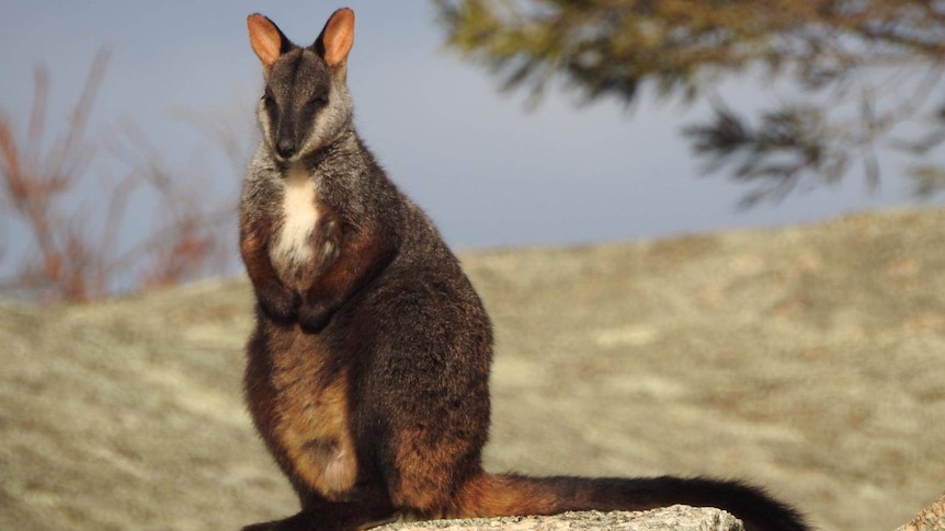 A southern brush-tail rock wallaby perches on a rock.