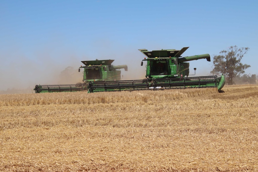 Two big green machines cut a crop of barley.