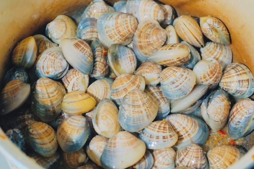 A pot of cooked cockles. 