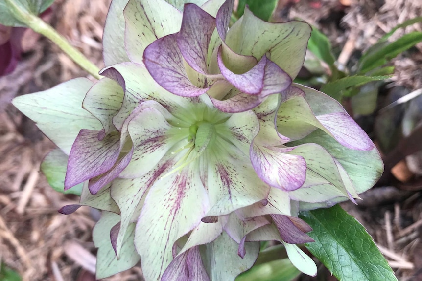 Close up of a hellebore flower