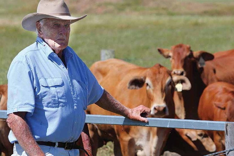 Dick Vincent leans against a fence with his Droughtmaster herd looking on.