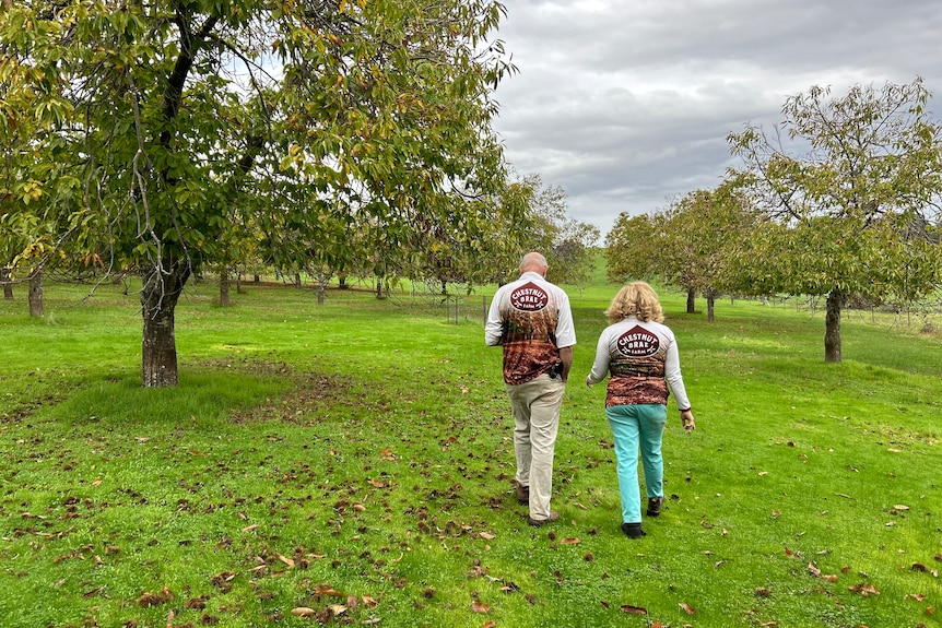 A man and woman walk on green grass with trees.