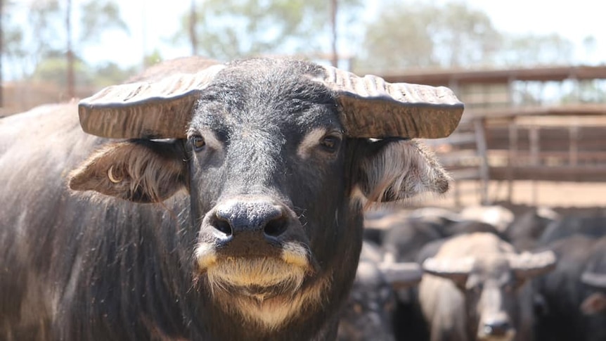 Australian buffalos