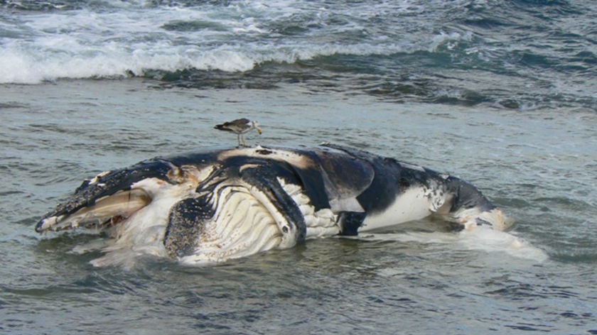 Authorities are concerned the carcass may attract sharks to the Burns Beach area.