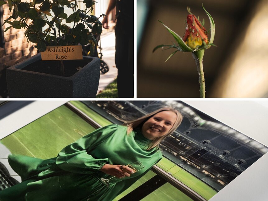 A collage of three images, a rose bush with a plaque that says Ashleigh's rose, a close up of an orange rose, and Ashleigh