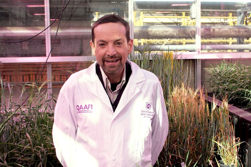 El profesor Ben Hayes con una bata de laboratorio parado en un invernadero rodeado de cultivos de caña de azúcar.