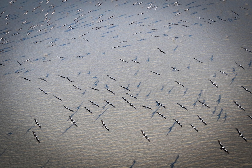 Aerial view of a flock of pelicans over brown floodwaters