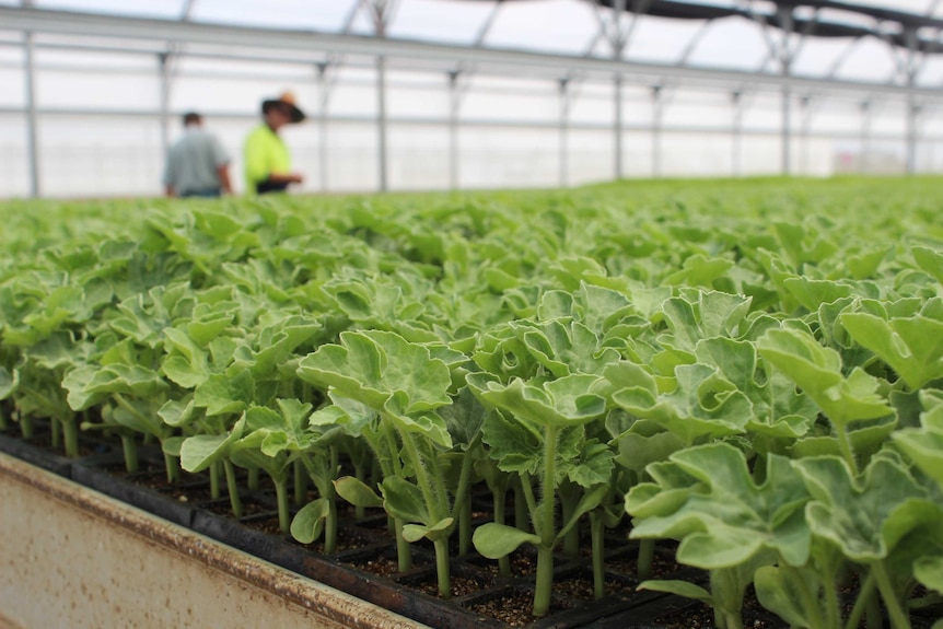 Seedlings in an industrial greenhouse.