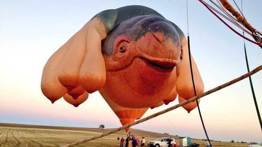 A hot air balloon with a difference, the Skywhale is ready to lift off in the Barossa Valley.