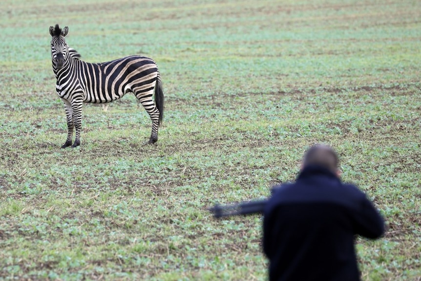 A zebra stands in an open paddock with a man pointing a gun in the foreground of the image.