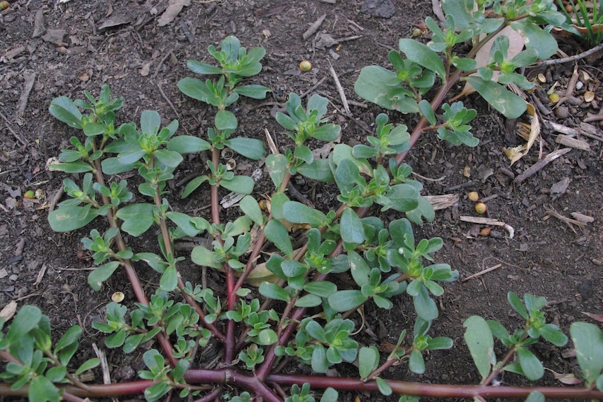 Purslane is a weed that grows as a ground cover.