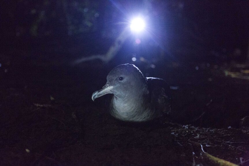 A shearwater nesting in a burrow on Lord Howe Island.