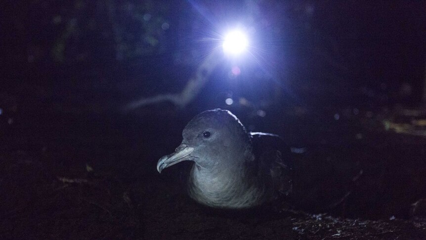 A shearwater nesting in a burrow on Lord Howe Island.
