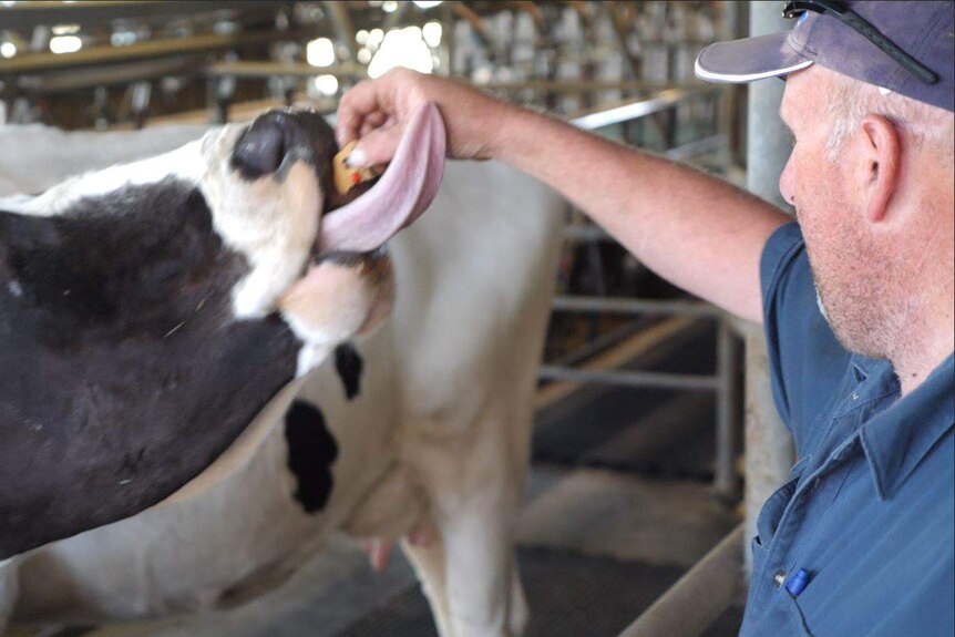 Craig feeding a cookie with sprinkles to a cow, tongue licking up his hand.