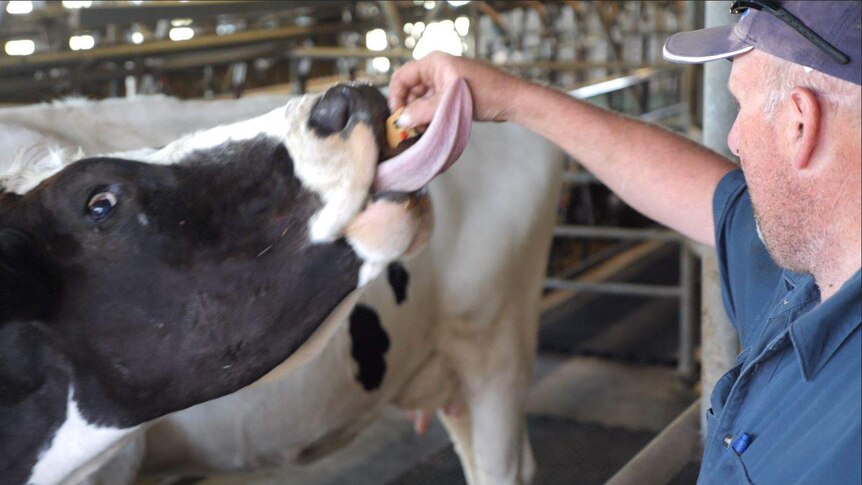 Craig feeding a cookie with sprinkles to a cow, tongue licking up his hand.