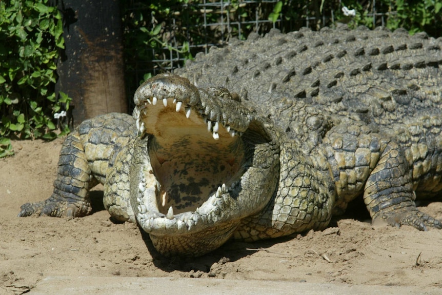 A Nile crocodile is waiting with its body submerged under the river water, waiting for its prey.