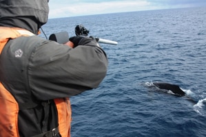 Japanese whaler collects biopsy specimens from a humpback whale.