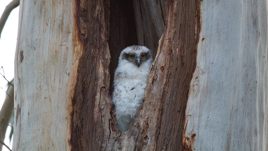 A fluffy white powerful owl chick sitting in a eucalypt hollow near Melbourne.