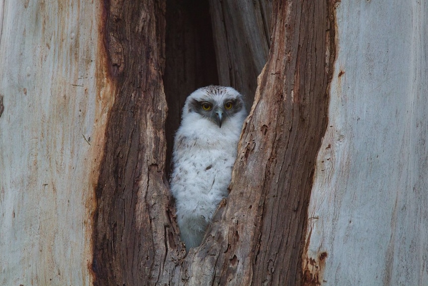 Powerful owl chick in hollow