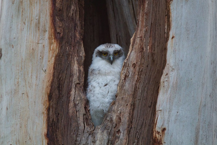 A fluffy white powerful owl chick sitting in a eucalypt hollow near Melbourne.