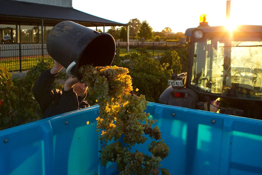 A man tosses a bucket full of harvested grapes into a large tub being pulled by a tractor at a South Australian vineyard.