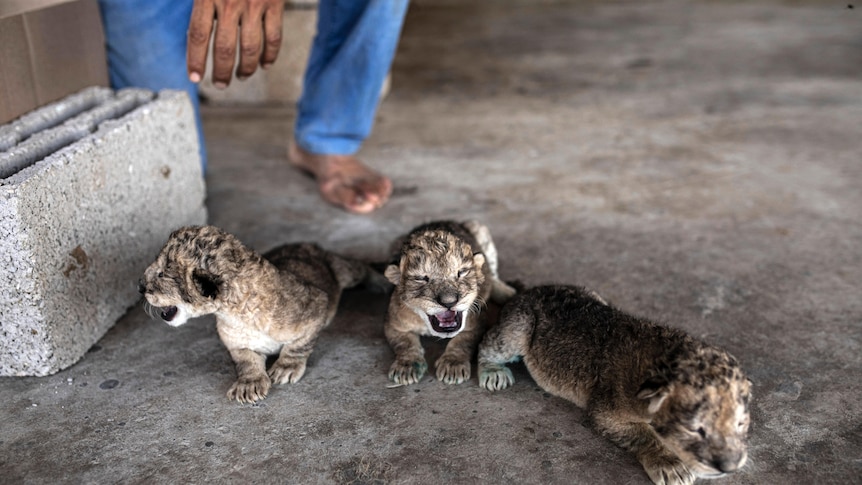 three lion cubs are shown on a floor with a man's feet and hands behind them