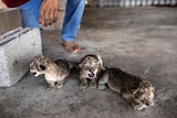 three lion cubs are shown on a floor with a man's feet and hands behind them