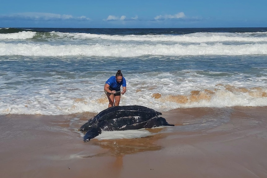 Woman takes a photo of a turtle that's bigger than her on the beach