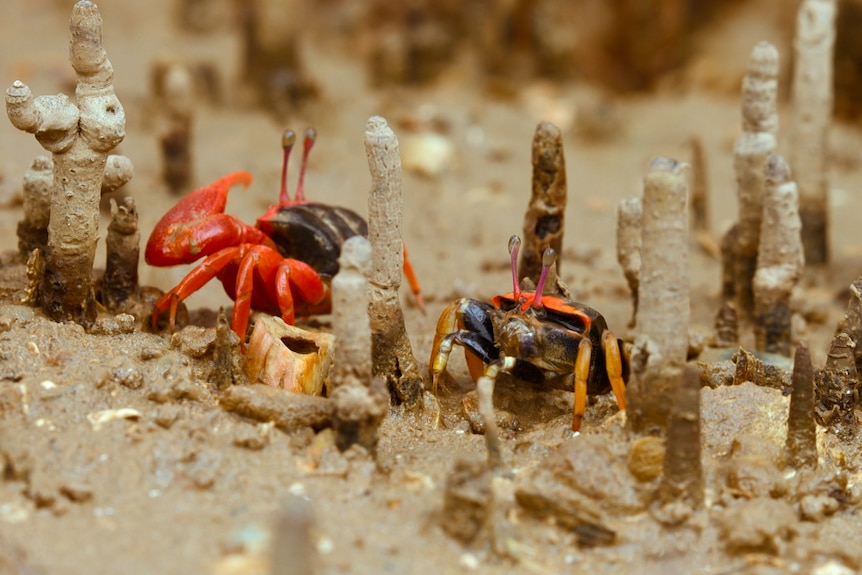 Two bright red orange fiddler crabs stand in muddy mangrove environement.