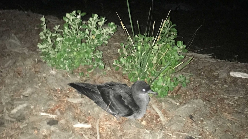 A mutton bird found near Hobart