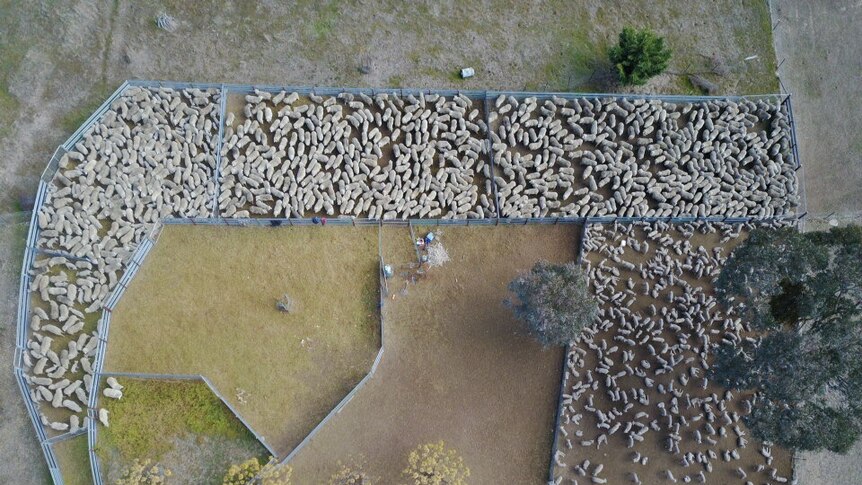 Aerial image of sheep in pens.