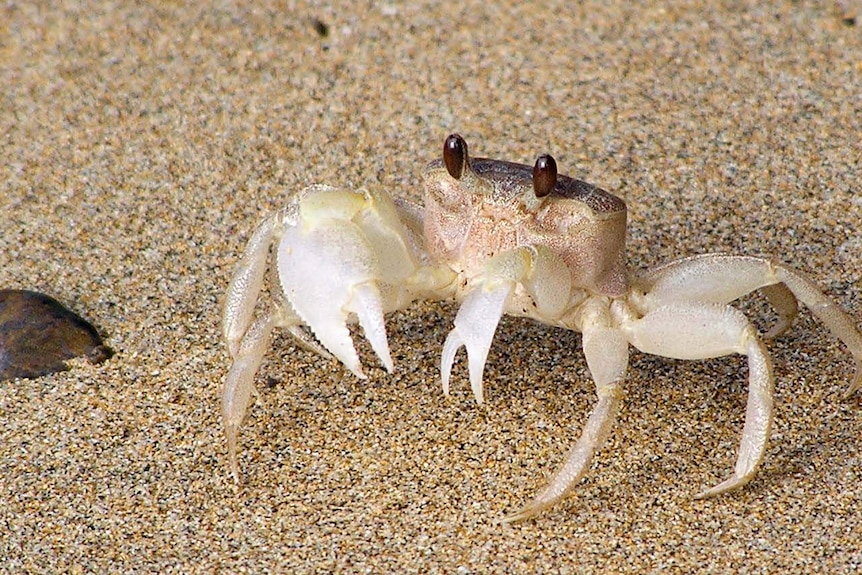 Crab at Batemans Bay, NSW.