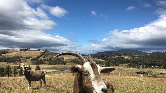 a group of goats stand in the paddock