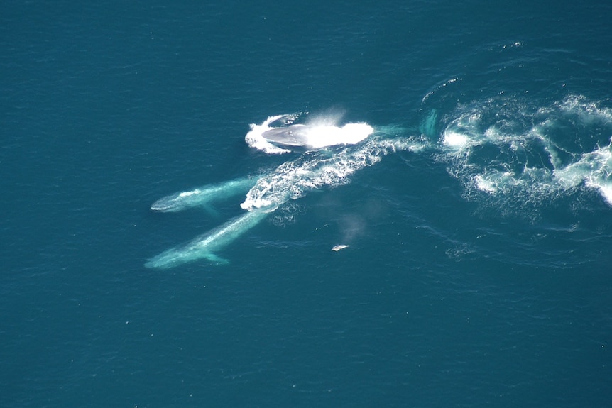 Aerial view of three blue whales swimming in Otway Basin