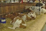 Combination of factors may have affected people in dairy judging area